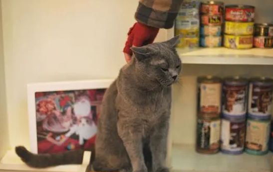 给猫咪挑选罐头煞费苦心？有妙招！