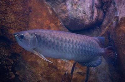 最小的龙鱼品种是哪种鱼：最小的龙鱼品种是什么 水族百科 第1张