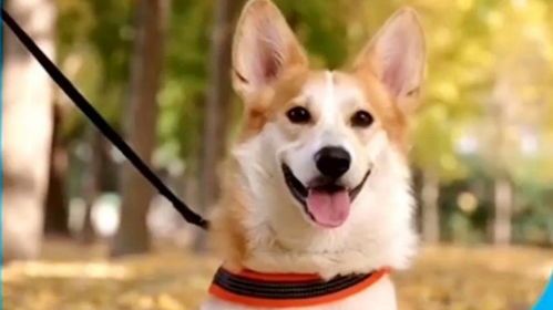 被狗咬肿了？速看宠物急救攻略！