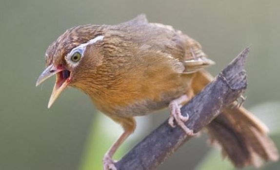 画眉鸟饲养方法是什么？主人来学习下吧