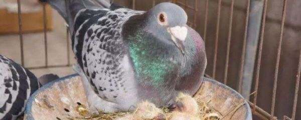 鸽子孵4个蛋能成功吗