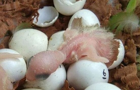 鸟蛋凉多久不能孵了