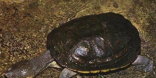 如何科学饲养巨蛇颈龟（掌握巨蛇颈龟的喂养、水质、饲料等关键技巧）