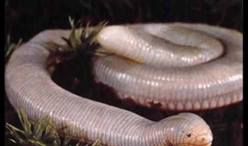 如何科学饲养巨蛇颈龟（掌握巨蛇颈龟的喂养、水质、饲料等关键技巧）