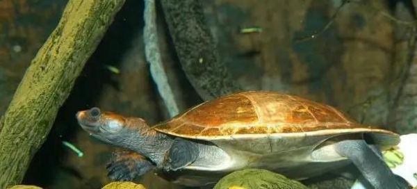 如何科学饲养巨蛇颈龟（掌握巨蛇颈龟的喂养、水质、饲料等关键技巧）