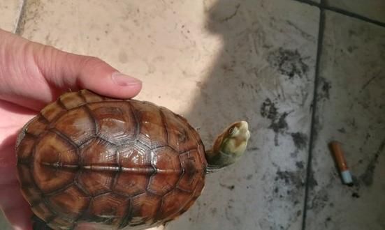 齿缘摄龟的饲养全攻略（学会正确喂食，让你的爬宠更健康！）