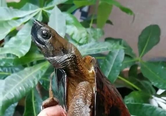 齿缘摄龟的饲养全攻略（学会正确喂食，让你的爬宠更健康！）