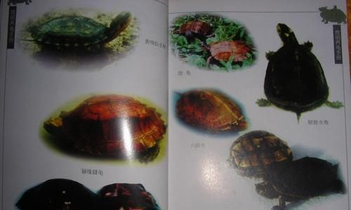 齿缘摄龟的饲养全攻略（学会正确喂食，让你的爬宠更健康！）