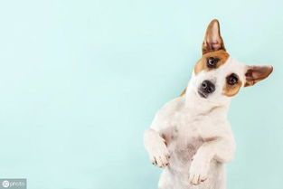 特种宠物：了解这些宠物前，你需要知道的五个问题？适合养宠物的人群、饲养难度、法律法规、健康风险、购买渠道