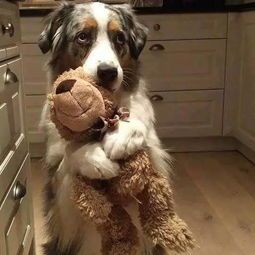 特种宠物：了解这些宠物前，你需要知道的五个问题？适合养宠物的人群、饲养难度、法律法规、健康风险、购买渠道