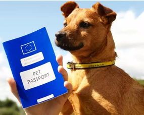 特种宠物：了解这些宠物前，你需要知道的五个问题？适合养宠物的人群、饲养难度、法律法规、健康风险、购买渠道