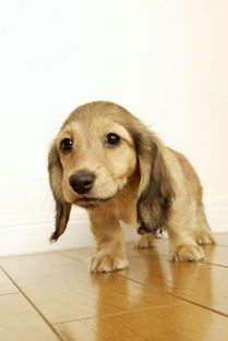 特种宠物：了解这些宠物前，你需要知道的五个问题？适合养宠物的人群、饲养难度、法律法规、健康风险、购买渠道