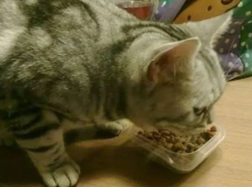 猫咪产后吃什么补身体