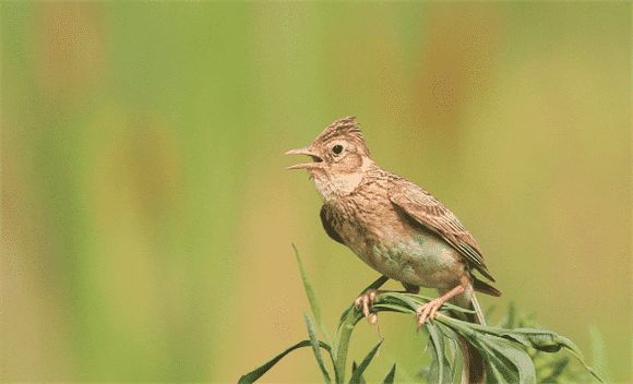 云雀鸟饲料的配比方法