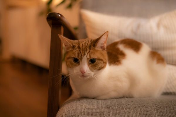 中华田园猫吃什么？主食优选、营养配比，告别肥胖泌尿问题！