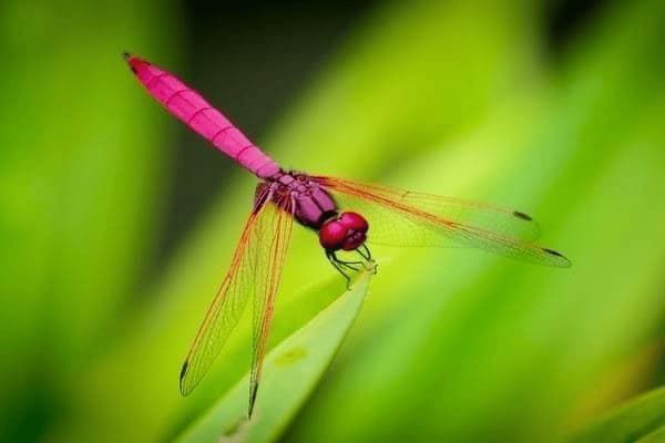怎么样才能养熟犬类宠物，怎么样才能养熟犬类宠物呢