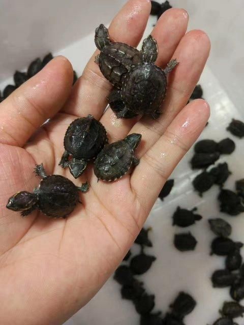 麝香龟苗活体剃刀龟蛋深水小乌龟宠物观赏鱼缸龟