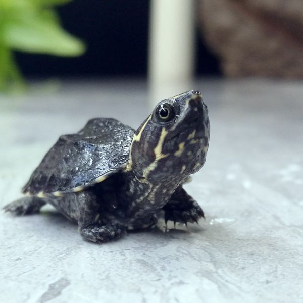 一折小乌龟苗_麝香龟苗活体剃刀头盔果核蛋龟深水龟宠物迷你小乌龟包