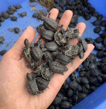 麝香苗麝香龟苗蛋龟苗剃刀苗窄桥蛋龟红面蛋