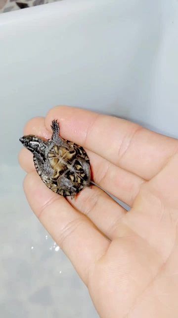 麝香龟苗子,-萌宠视频-搜狐视频