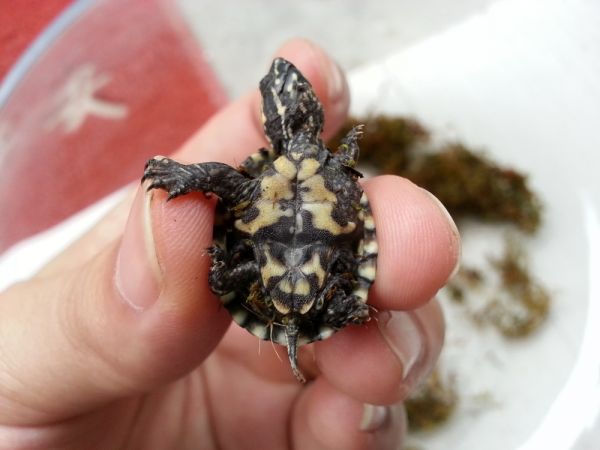 麝香龟 活体龟苗新鲜小宠物