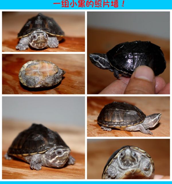 外塘冷水麝香龟苗入门蛋龟深水龟小乌龟活体物公母麝香 4-6错甲瑕疵母