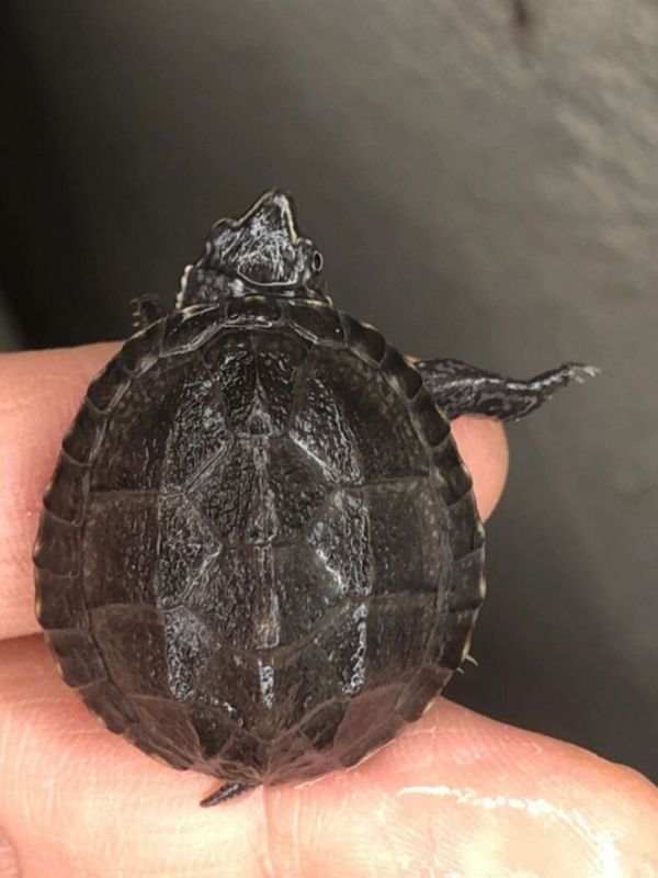 养麝香龟苗注意事项! 对于麝香鬼大家第一印象就是好养!