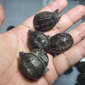 麝香龟苗活物深水龟鱼缸混养宠物龟观赏龟剃刀龟苗稀有迷你小乌龟