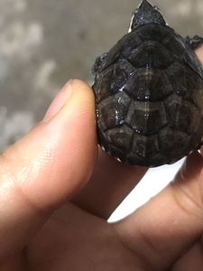 零售外塘过冬麝香龟苗通货不挑包全品70/只,眼睛爪爪尾巴没问