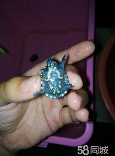 (转让)出售麝香龟苗.