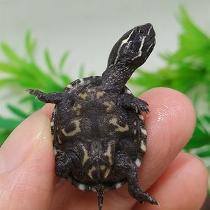 【剃刀龟苗活体麝香龟图片】剃刀龟苗活体麝香龟图片大全_q友网