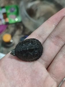 麝香龟苗伯公个体自家繁殖的低温孵化超级大尾巴.