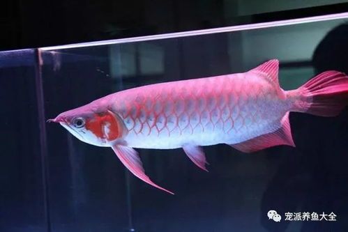 龙鱼最佳喂养指南：打造健康水族箱！