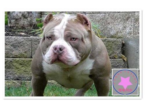 恶霸犬饮食，选对营养关键