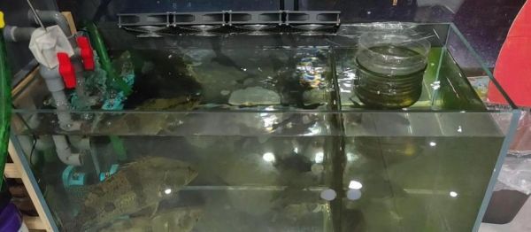 夏天鱼缸需要降温吗?不降温会有什么后果?