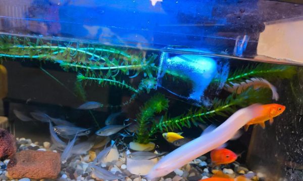 夏天鱼缸需要降温吗?不降温会有什么后果?