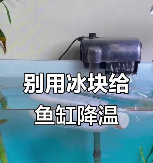夏天鱼缸需要降温吗?不降温会有什么后果?