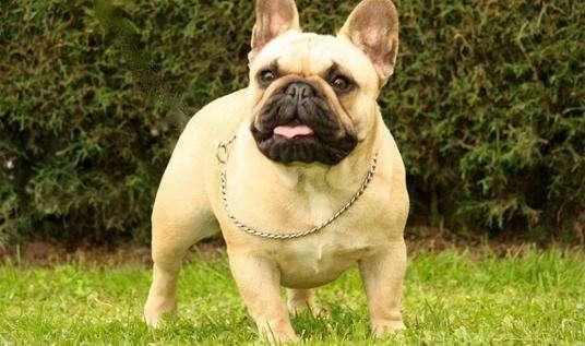 豹龟怎么养好（豹龟养护技巧分享，让你的豹龟健康成长）