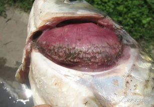 “观赏鱼烂鳃病速效救治法！”