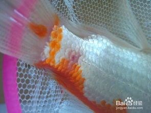 “观赏鱼烂鳃病速效救治法！”