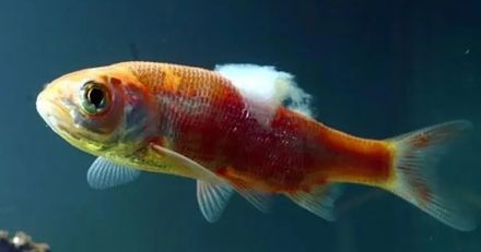 鱼类水霉病最佳治疗方法