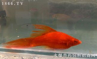 红剑鱼常见疾病治疗指南：高效药物推荐