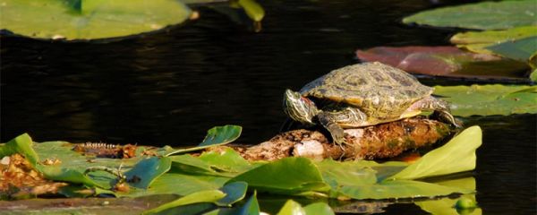 新买的龟要静养多久，新买的龟怎么养