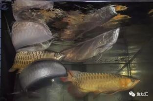 养鱼有哪些宠物优势？