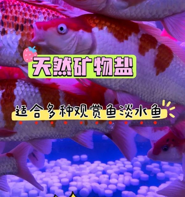 鱼缸消毒盐的用途及好处（保护鱼儿健康，维护水质清洁）