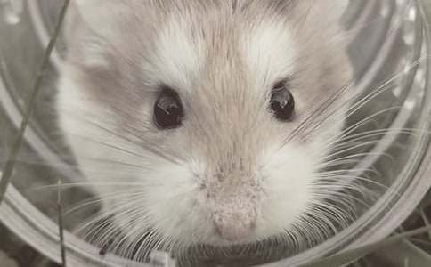 仓鼠观察日记集锦10篇