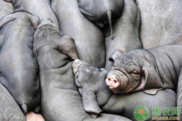 养殖技术分享：苏姜猪饲养管理技术-图片版权归惠农网所有