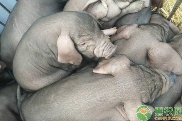 养殖技术分享：苏姜猪饲养管理技术-图片版权归惠农网所有