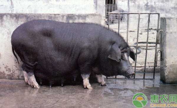 养殖技术分享：苏姜猪饲养管理技术-图片版权归惠农网所有