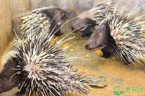 豪猪养殖技术之五大要点-图片版权归惠农网所有
